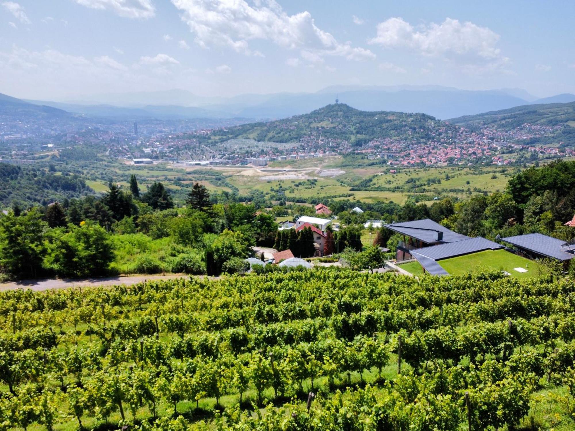 Hedona Vineyard Apartment